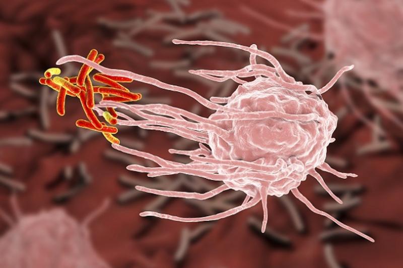 macrophage englufing mycobacterium tuberculosis