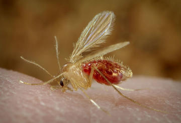 Sandfly taking a meal