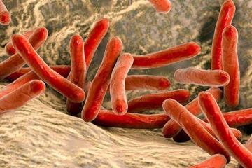 mycobacterium leprae