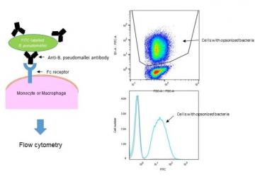 Establishment of a functional assay panel to evaluate the role of antibodies in defence against melioidosis and TB