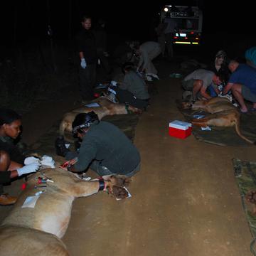 lion capture  procedure