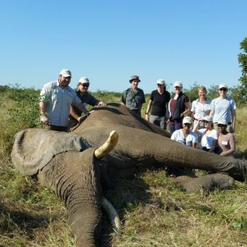 Animal TB team with elephant Animal TB team with elephant