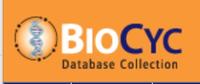Biocyc logo biocyc logo