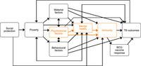 Conceptual framework depicts several pathways through which social protection interventions may affect TB outcomes