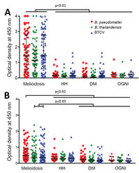 Human humoral immune responses to burkholderia pseudomallei