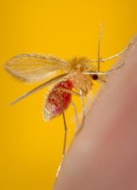 Sandfly that spreads Leishmaniasis (credit: CDC) Sandfly that spreads Leishmaniasis (credit: CDC)