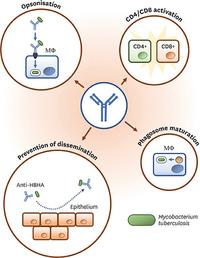 Schematic representation of some of the proposed mechanisms of Ab action agains MTB infection