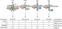 schematic representation of tyk2 dependent signaling pathways