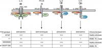 Schematic representation of tyk2 dependent signaling pathways schematic representation of tyk2 dependent signaling pathways