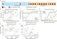 Study design diagram and monitoring of TB infecvtion by IFNy release after repeated ultra-low dose expose to M.tb Study design diagram and monitoring of TB infecvtion by IFNy release after repeated ultra-low dose expose to M.tb