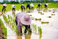 Workers in rice fields