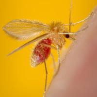 Sandfly that spreads Leishmaniasis (credit: CDC) Sandfly that spreads Leishmaniasis (credit: CDC)