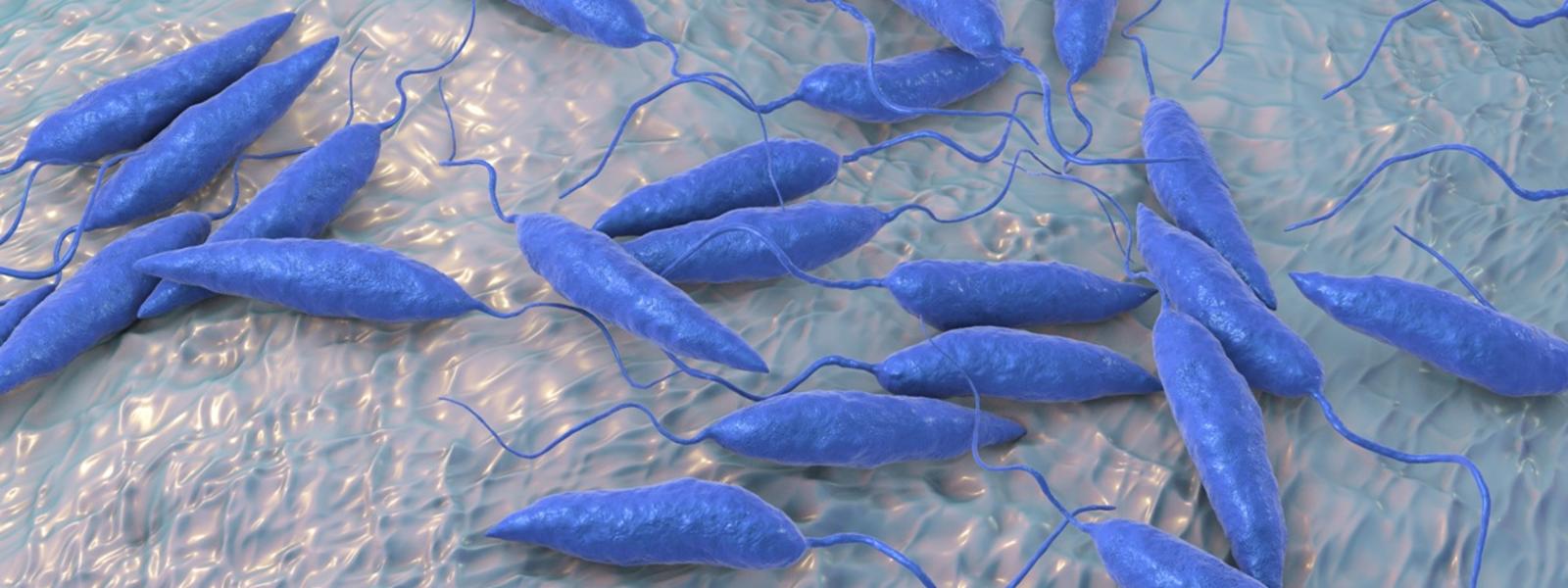 Leishmaniasis Leishmaniasis