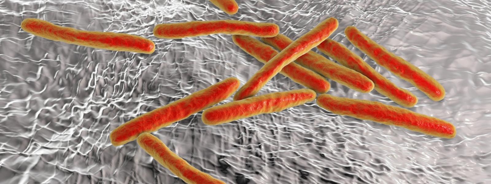 Mycobacterium tuberculosis Mycobacterium tuberculosis