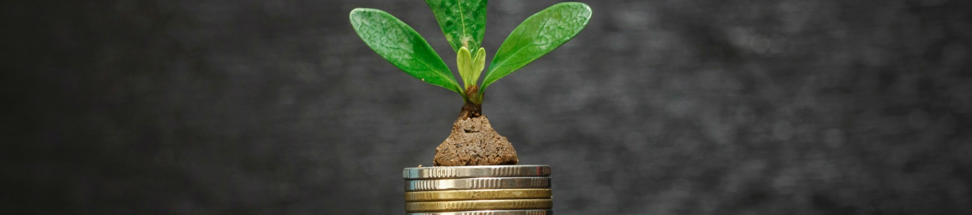 Money tree growth