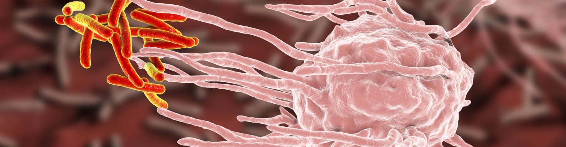Macrophage englufing tuberculosis