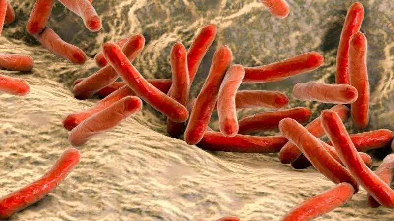 Mycobacterium leprae