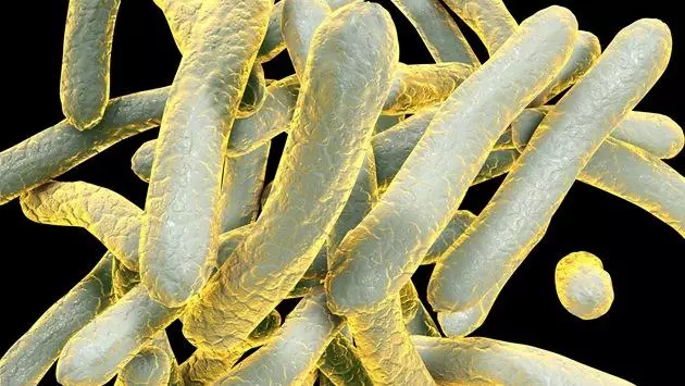 Mycobacterium tuberculosis