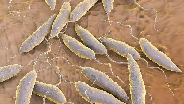 leishmania