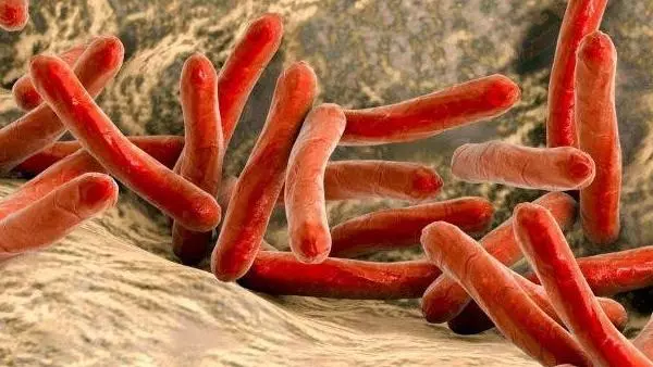 mycobacterium leprae