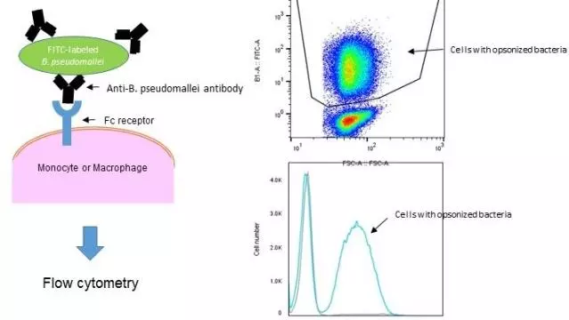 Establishment of a functional assay panel to evaluate the role of antibodies in defence against melioidosis and TB