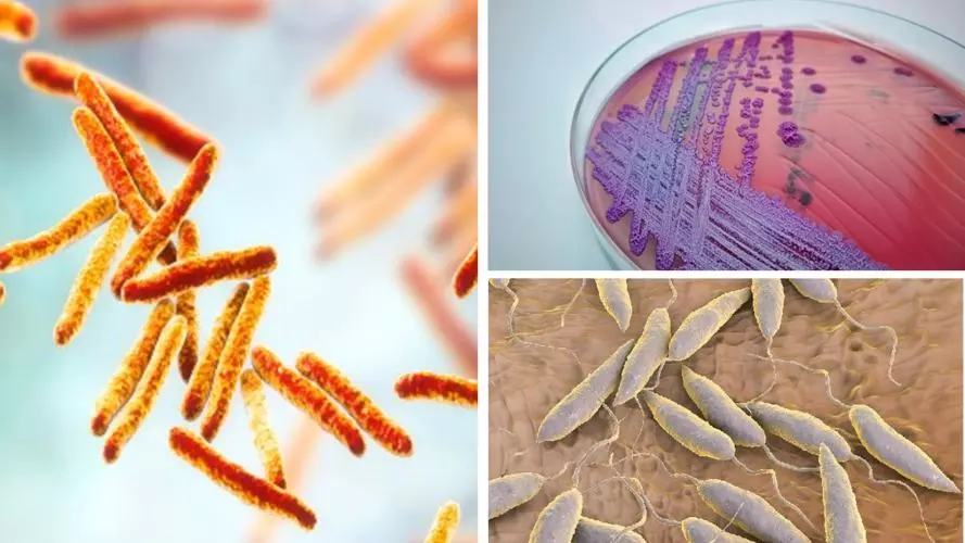 VALIDATE Focus Pathogens: Mycobacteria, Leishmania, Burkholderia
