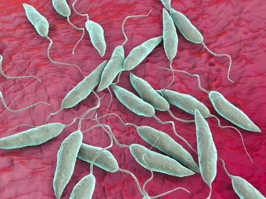 Leishmania