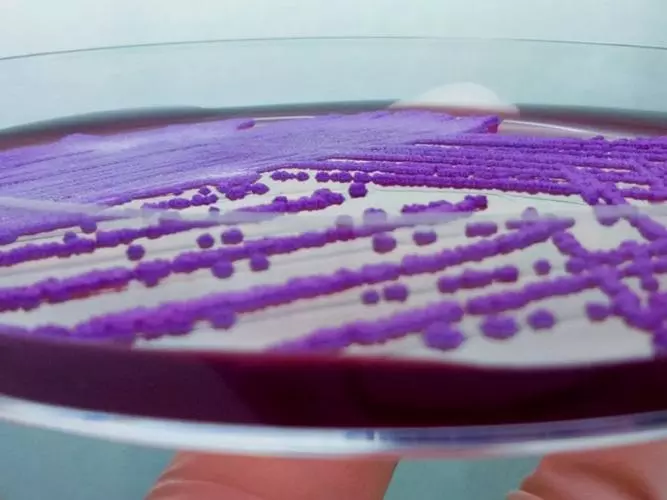 Burkholderia in Petri Dish