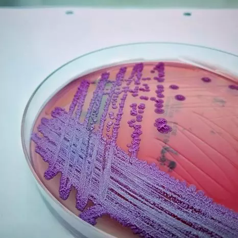 Burkholderia pseudomallei