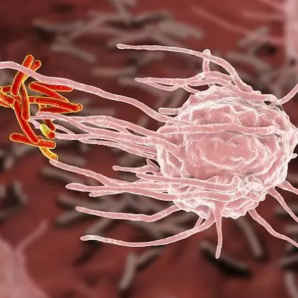 macrophage englufing mycobacterium tuberculosis