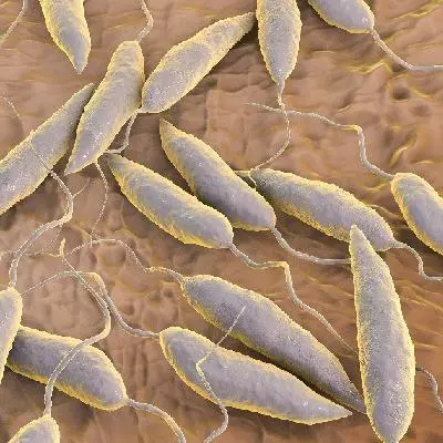 leishmania