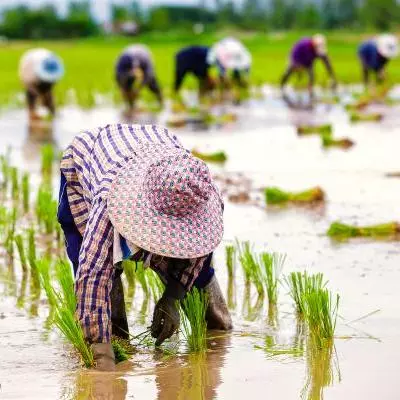 Workers in rice fields