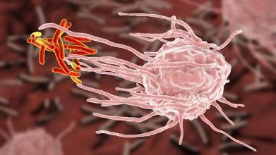 macrophage englufing mycobacterium tuberculosis