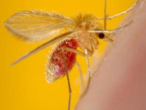 Sandfly that spreads Leishmaniasis (credit: CDC)