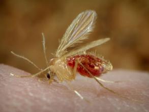 Sandfly taking a meal