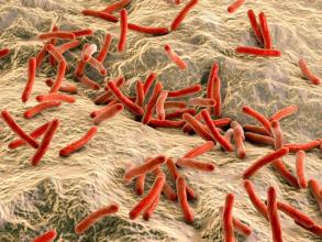 Mycobacterium leprae