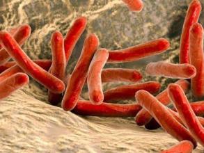 mycobacterium leprae