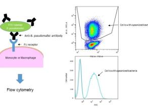 Establishment of a functional assay panel to evaluate the role of antibodies in defence against melioidosis and TB