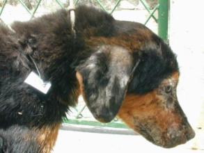 Dog with leishmaniasis